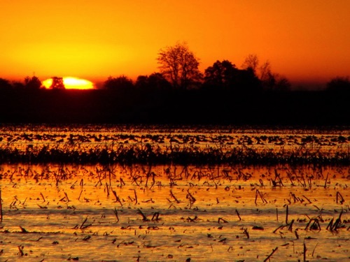 Sunrise in the Delta